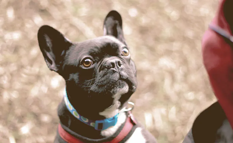 French bulldog looking up