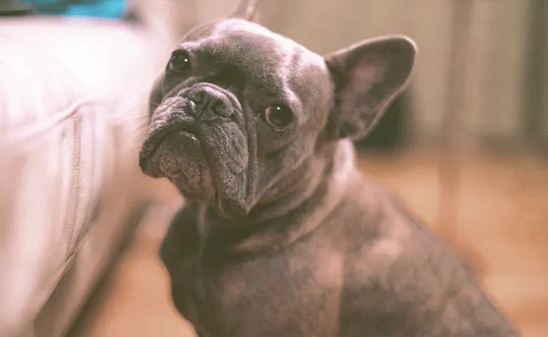 French bulldog looking French bulldog looking