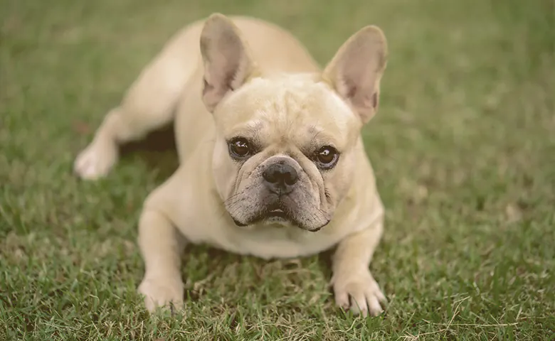 French bulldog laying down on the green grass