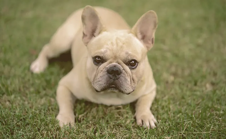 French bulldog laying down on the green grass French bulldog laying down on the green grass
