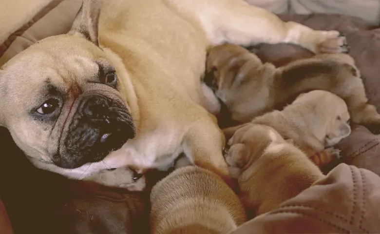 French bulldog mom feeding her puppies