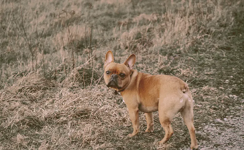 French bulldog on the grass looking back French bulldog on the grass looking back