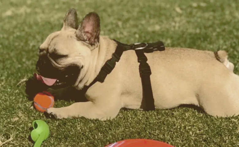 french bulldog on the grass with toys