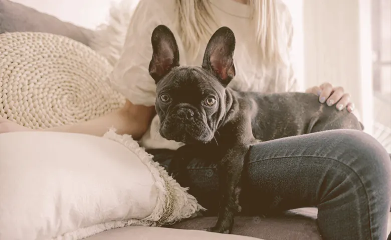 French bulldog on the lap of the owner looking
