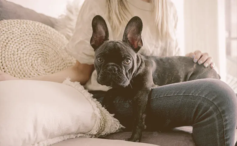 French bulldog on the lap of the owner looking French bulldog on the lap of the owner looking