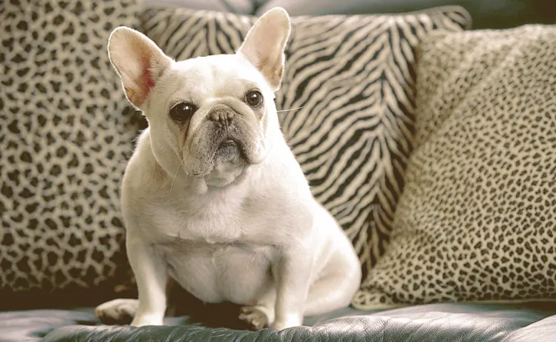 French bulldog overweight