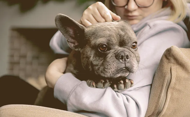 French bulldog petted by owner French bulldog petted by owner
