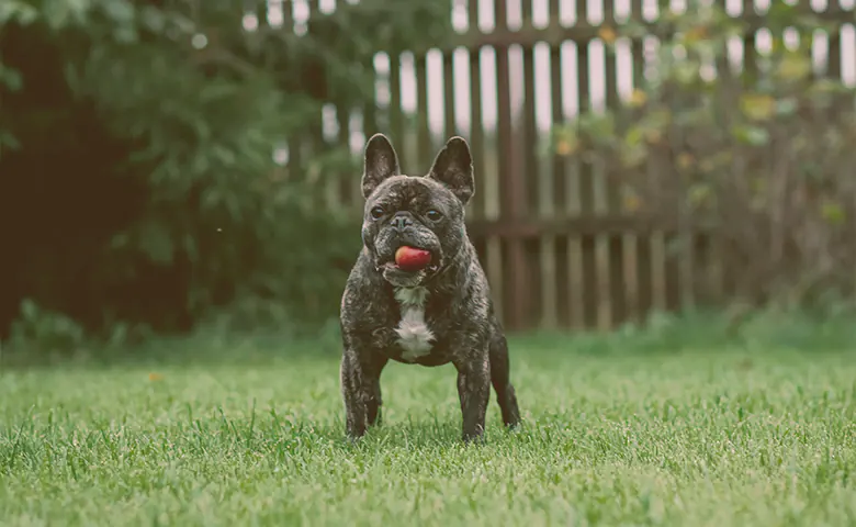 French bulldog playing on a garden