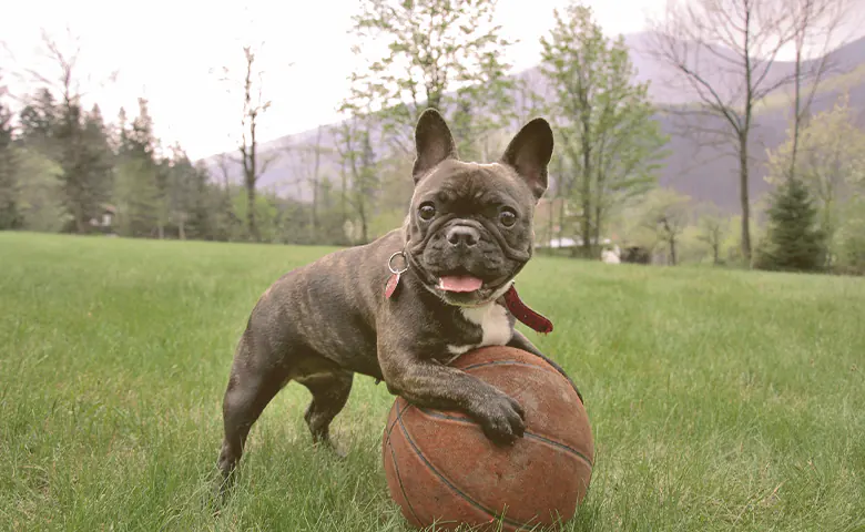 French bulldog playing with ball of basket on the grass