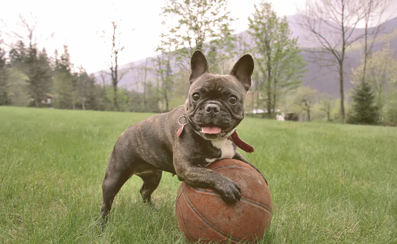 French bulldog playing with ball of basket on the grass French bulldog playing with ball of basket on the grass
