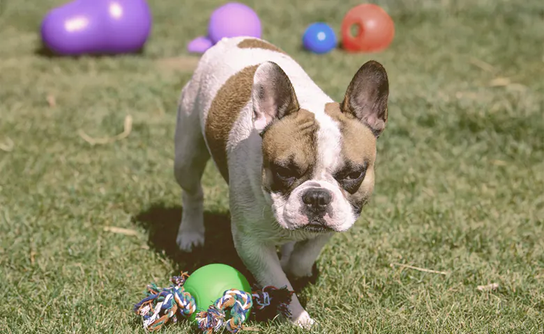 french bulldog playing with toys