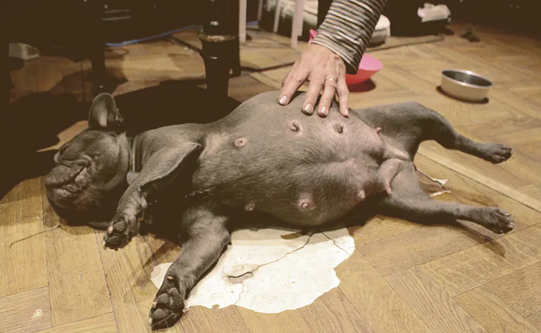 French bulldog pregnant being petted by owner