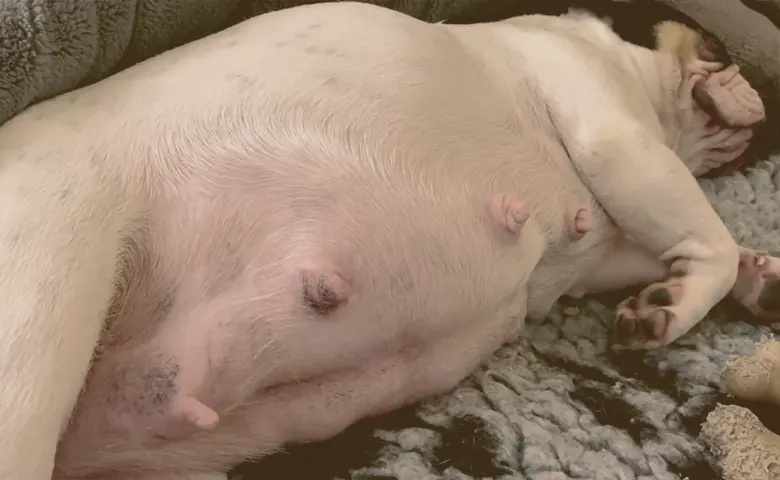 French bulldog pregnant laying down French bulldog pregnant laying down