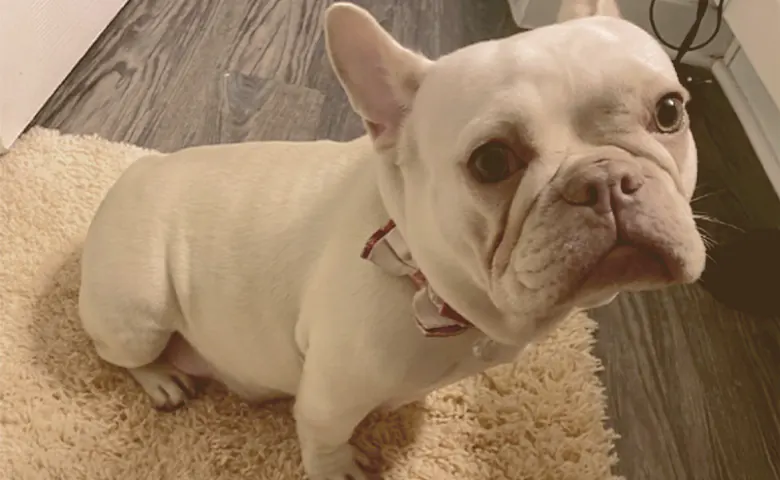French bulldog pregnant looking up French bulldog pregnant looking up