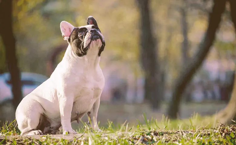 French bulldog pregnant on the park looking up French bulldog pregnant on the park looking up
