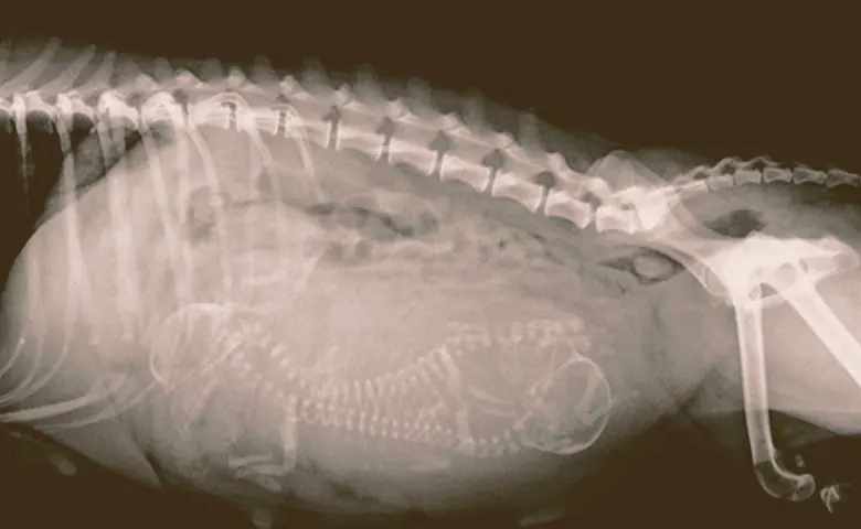 French bulldog pregnant xray