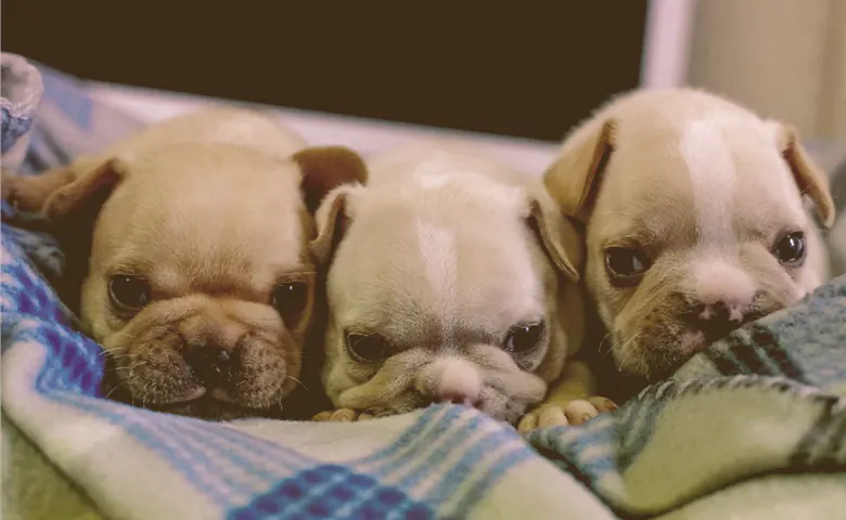 French bulldog puppies cuddling