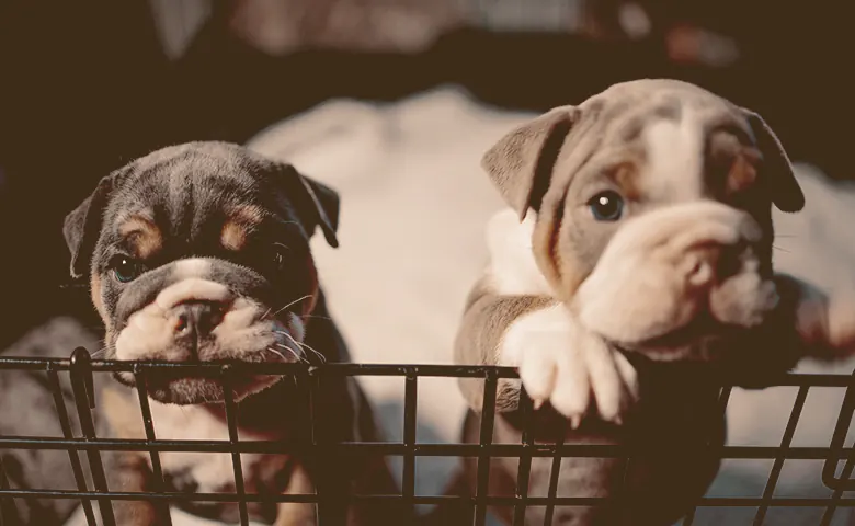 French bulldog puppies in a litter