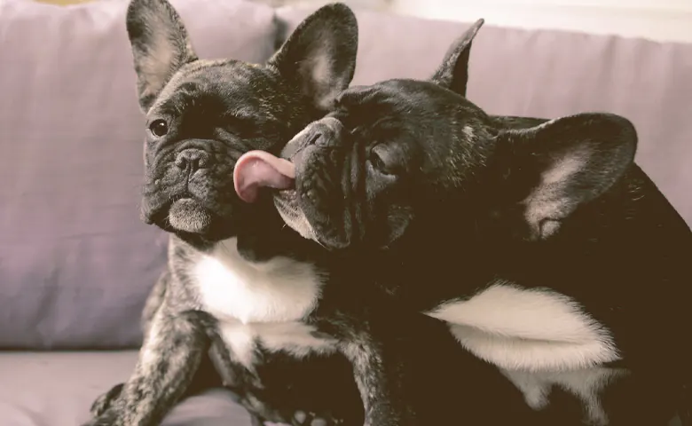 French bulldog puppies liking each other