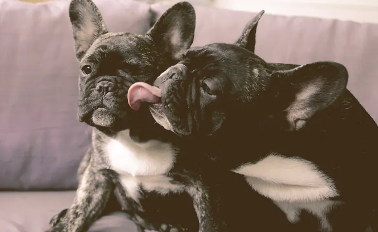 French bulldog puppies liking each other French bulldog puppies liking each other