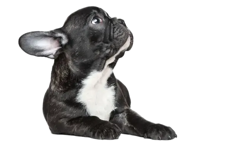 French bulldog puppy looking up