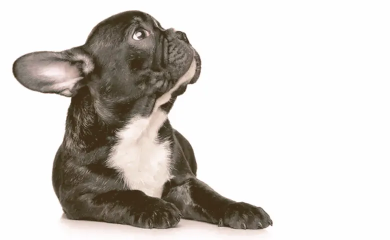 French bulldog puppy looking up