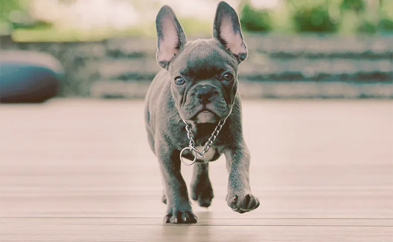 French bulldog puppy running French bulldog puppy running
