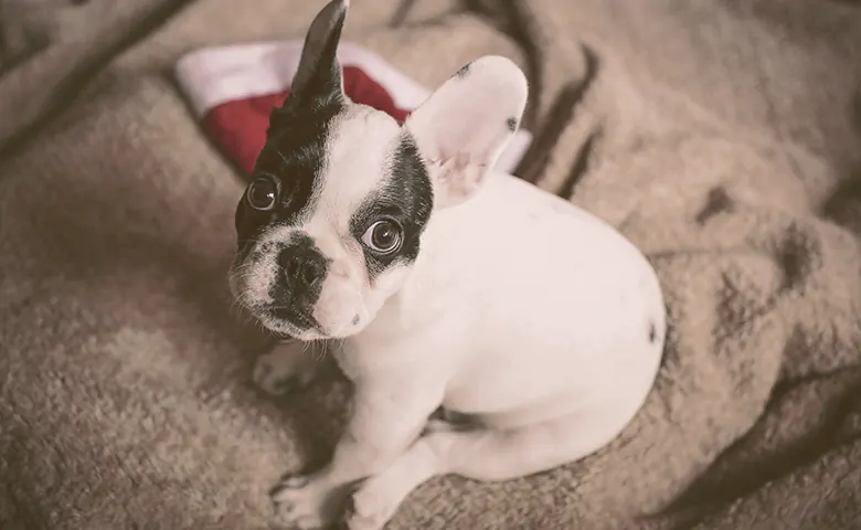 French bulldog puppy sitting looking up