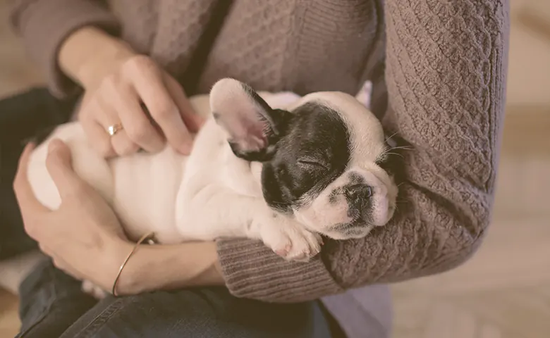 french bulldog puppy sleeping on the arms of the owner