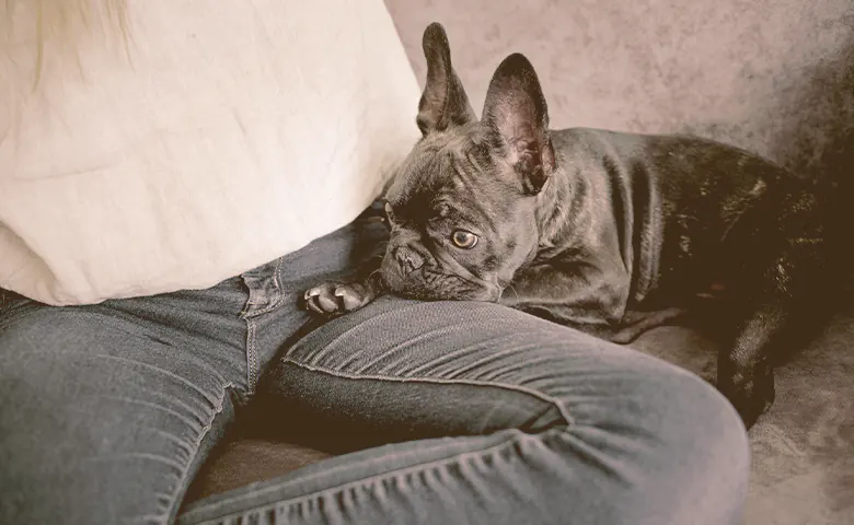 French bulldog resting on owner French bulldog resting on owner