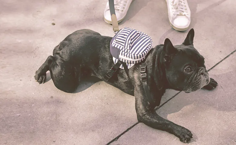 French bulldog resting with owner from a walk