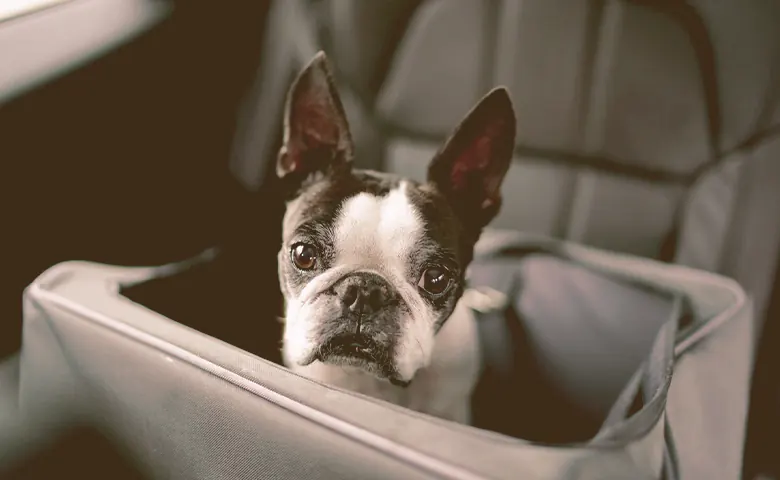 French bulldog riding in a dog car seat