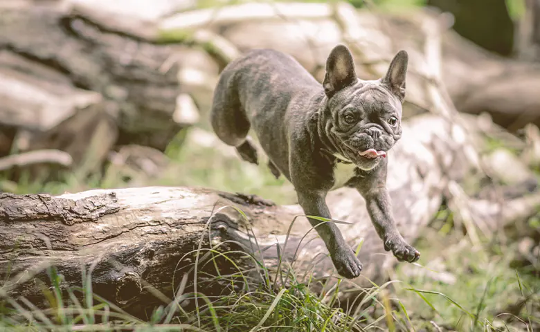 French bulldog running in the woods