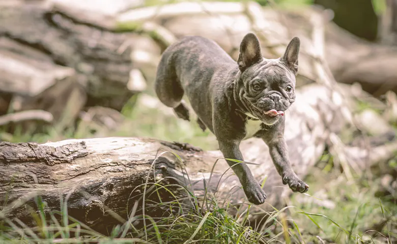 French bulldog running in the woods French bulldog running in the woods