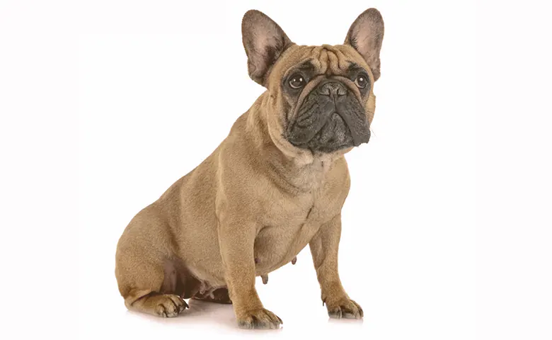 French bulldog sitting