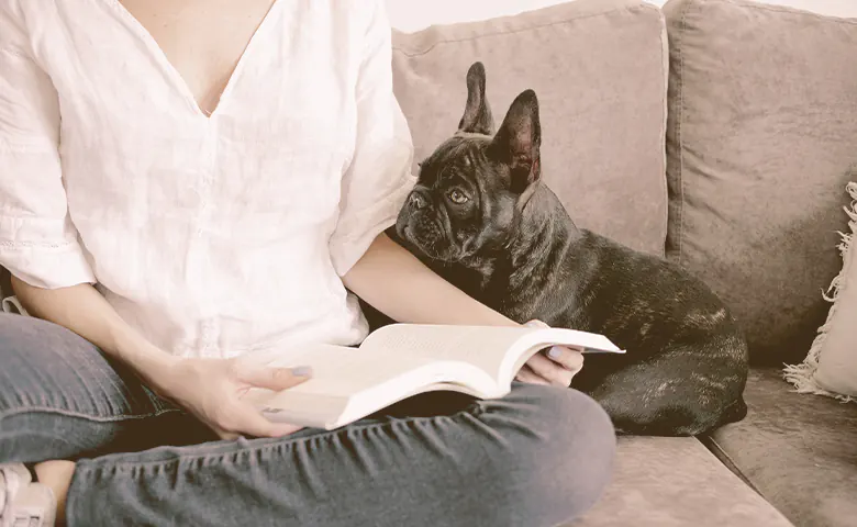 French bulldog sitting next to owner while she is reading a book