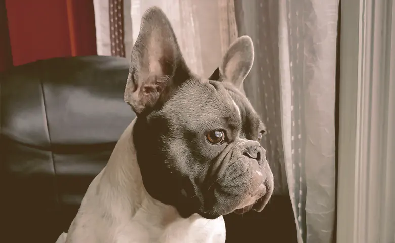 French bulldog sitting on a sofa looking