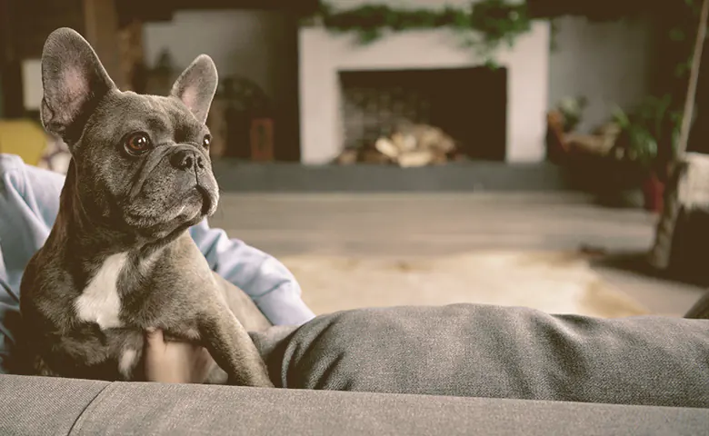 French bulldog sitting on the couch with a firewood behind