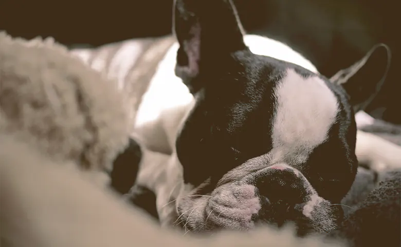 French bulldog sleeping on a blanket