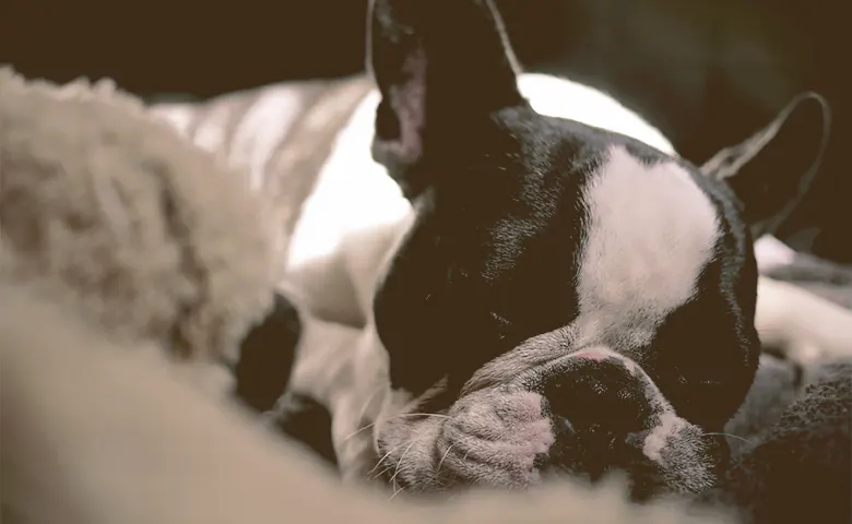 French bulldog sleeping on a blanket French bulldog sleeping on a blanket