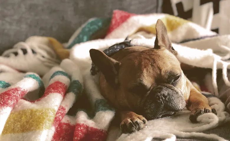 French bulldog sleeping under a blanket