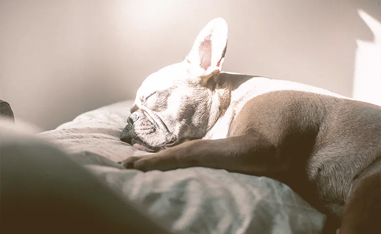 French bulldog sleeping with the sun on his face