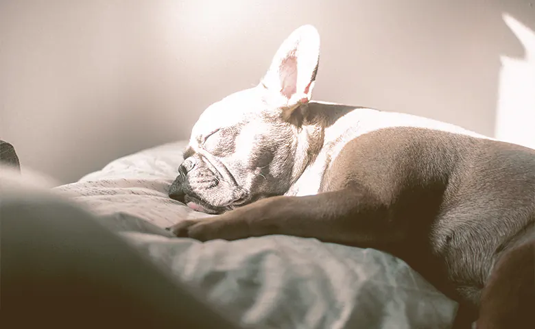 French bulldog sleeping with the sun on his face French bulldog sleeping with the sun on his face