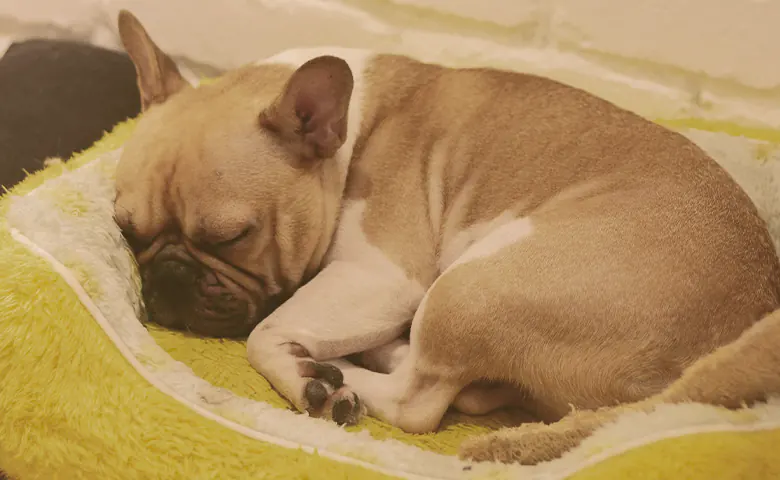 French bulldog sleeping