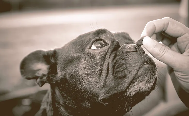 French bulldog waiting for the snack