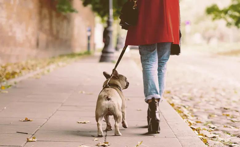 French bulldog walking with a owner