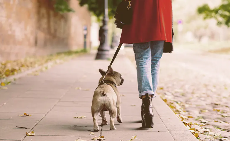 French bulldog walking with a owner French bulldog walking with a owner