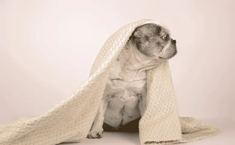 French bulldog with a blanket covering her