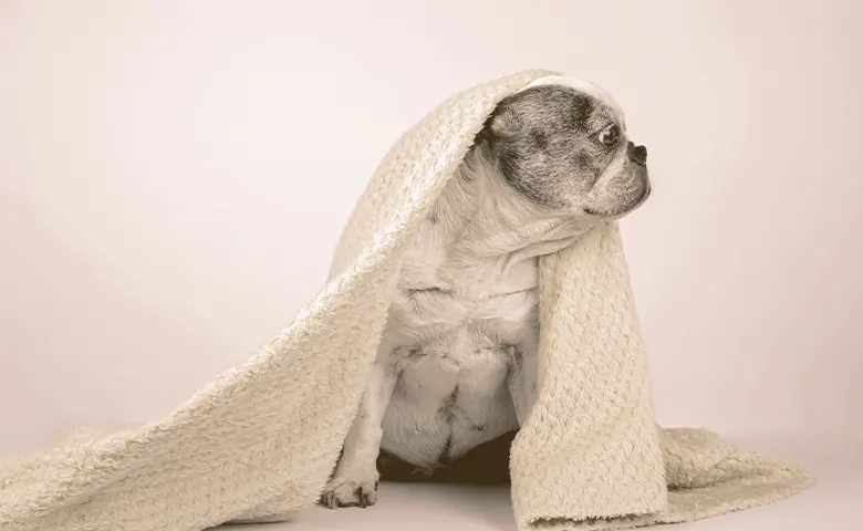 French bulldog with a blanket covering her French bulldog with a blanket covering her