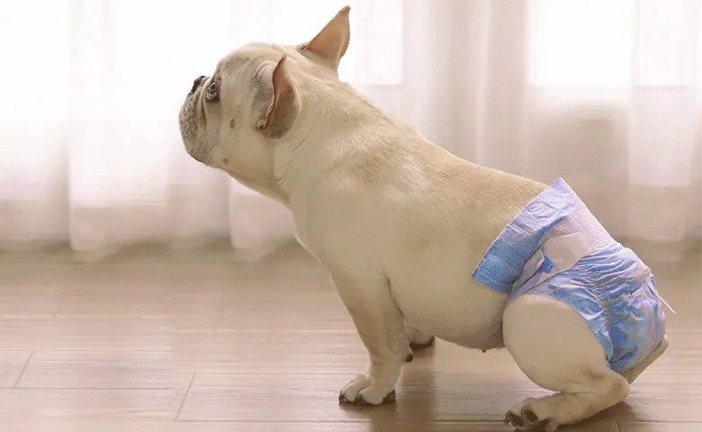 French bulldog with a dipper French bulldog with a dipper